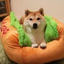 핫한핫도그 Daum카페