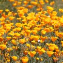 California Dreamin'- Mamas & The Papas _ 캘리포니아주의 꽃(California Poppy) 이미지