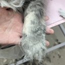 창원고양이미용 무냥무냥 | 창원고양이미용 첫 미용은 ‘무냥무냥’에서 안전하게