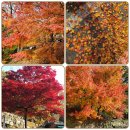 정진한 | 단풍과 더 붉은 길재의 고고한 일편단심에 취하다