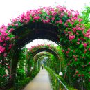 장미의거리7 이미지