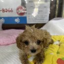 와우펫마트 이미지