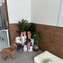 모랑펫살롱 이미지