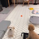 도그레스트 이미지