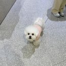 청담동물병원애견미용실 이미지