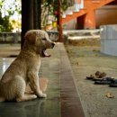 24일산우리동물병원 이미지