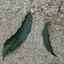 대보농장 이미지