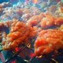 참돈돼지 이미지