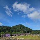 카페라벤더숲 | 양산 느티나무의사랑 카페 라벤더축제 예약 데이트 솔직후기 개화현황