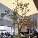 숲속카페브런치 | [내돈내산Life]도심 속 작은 숲, 감성 가득한 브런치 카페 '토지(TOJI) 새솔점' 솔직후기🌿