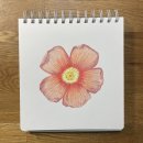 색연필드로잉 이미지