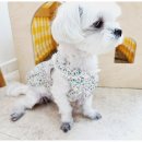 댕댕로망스 이미지