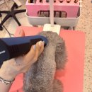 산두로펫살롱 이미지