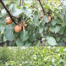 섬강농원 이미지