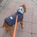 터치드바이뉴질랜드 | 강아지 간식 추천 동결건조 그린홍합 노견 관절건강도 챙기쟈