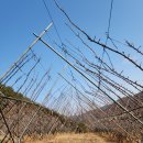 안동시농업기술센터 농기계 임대사업소 | 도담자두 겨울 전정 ｜농사는 겨울부터 시작