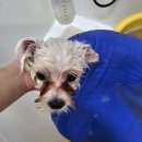 제이 애견 미용 이미지