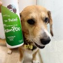 허그퍼피 | 저자극강아지샴푸 찾는다면? 포레스트허그 퓨리프 퍼피샴푸 후기