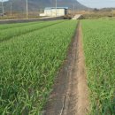 최옥란농장 이미지