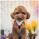 향기펫샵 이미지