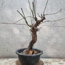 자평원