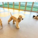 아담스펫살롱 | 인천애견미용 강아지미용 두 마리도 걱정 없어요! (feat. 논현동, 구월동, 만수동, 서창동)