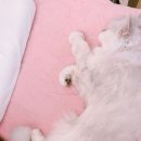 채니농장 이미지