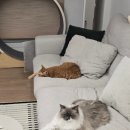 마켓무 철산점 | 고양이 집사 일상 / 이케아 1인쇼파 / 점 제거 3주차 후기 / 왓어브레드 인절미 크로찌