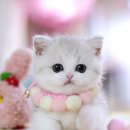 서울고양이분양 묘연 이미지