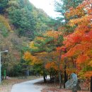 통고산자연휴양림 이미지