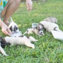 부산고양이분양 브라비펫 펫스테이션점 이미지