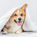 온누리 동물약국 이미지