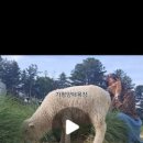 고목목장 이미지