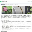 한채스