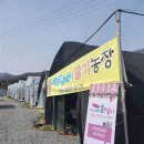 상이농장 티스토리