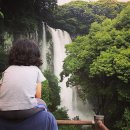 제주 천제연 난대림 | 서귀포여행코스, '천제연폭포 제주 엉또폭포 정방폭포 소정방폭포'