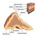 부신메디칼 이미지