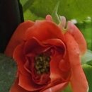 장미꽃핀집 이미지