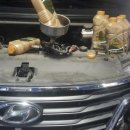 카데렐라 이미지