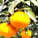 김종우 농장 이미지