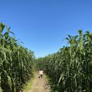 Hubb’s farm 다녀왔어요. (corn maze &amp; pumpkin patch) 이미지
