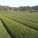 [제주도] 오설록/주상절리/제주면세점/외돌개(황우지해안)/아시국수(자매국수)