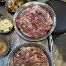 돗배갈매기 이미지