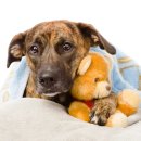 도그스퀘어 이미지