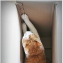 상자 안 고양이