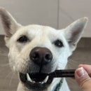 신진덴탈 이미지