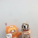 도톨그루밍 이미지