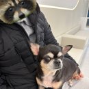 정직한 동물병원 | 일상✨| 강아지 건강검진 방문 후기 | 안산동물병원 | 라비온동물의료센터 | 안산 강아지 건강검진...