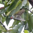 딱따구리 이미지