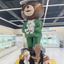 인천강아지분양 테디럽 이미지